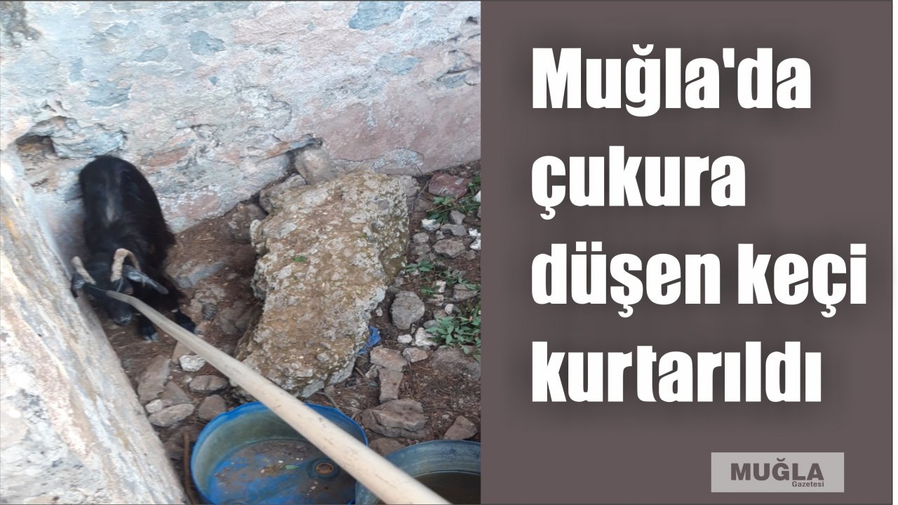 Muğla'da çukura düşen keçi kurtarıldı