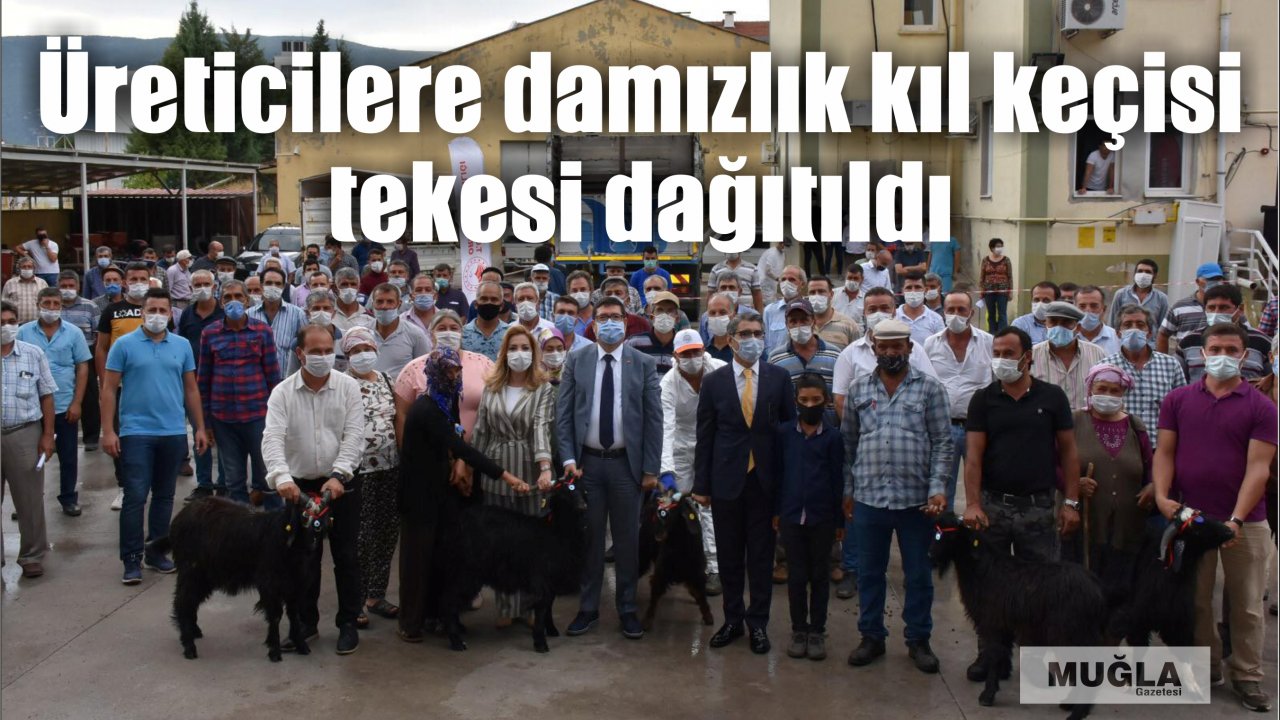 Üreticilere damızlık kıl keçisi tekesi dağıtıldı