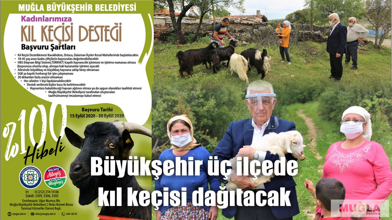 Büyükşehir üç ilçede kıl keçisi dağıtacak