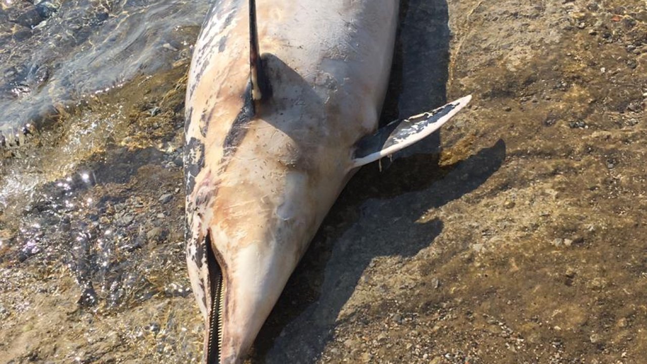 Bodrum'da ölü yunus kıyıya vurdu
