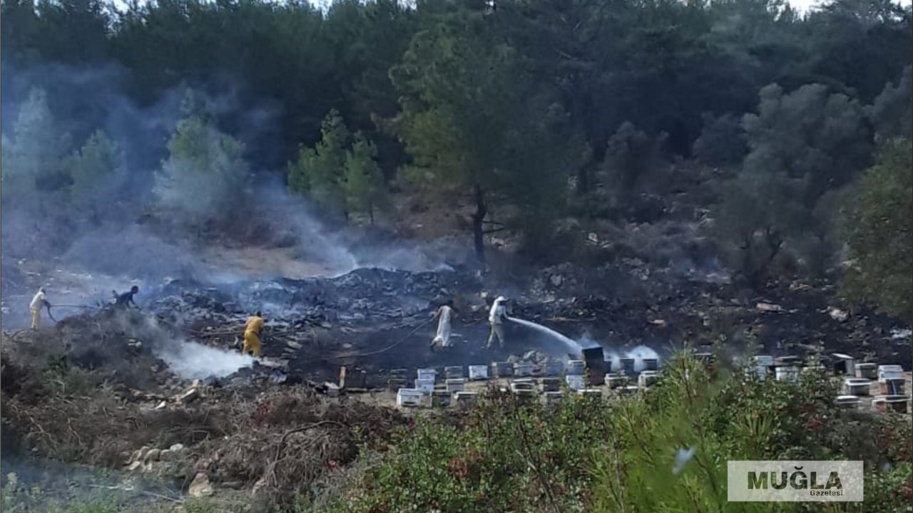 Çıkan yangında arı kovanları zarar gördü