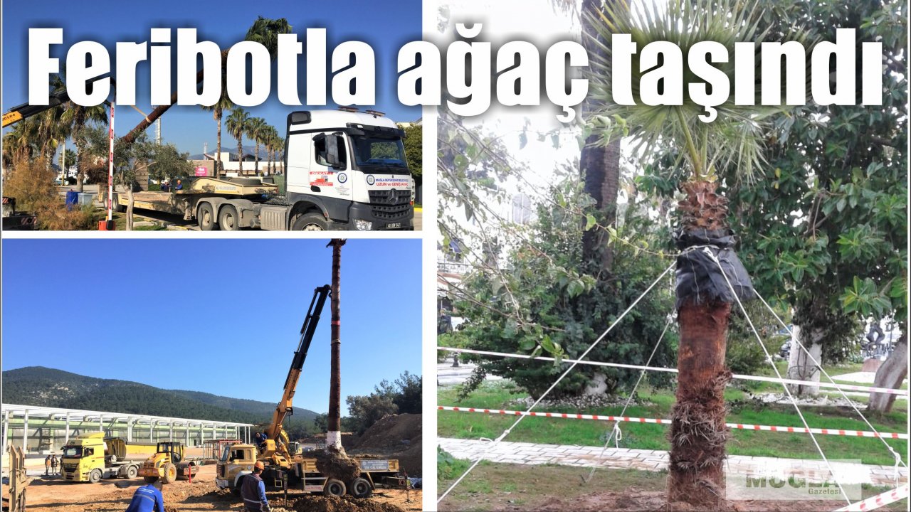 Feribotla ağaç taşındı