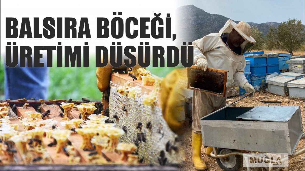 Balsıra böceği, üretimi düşürdü