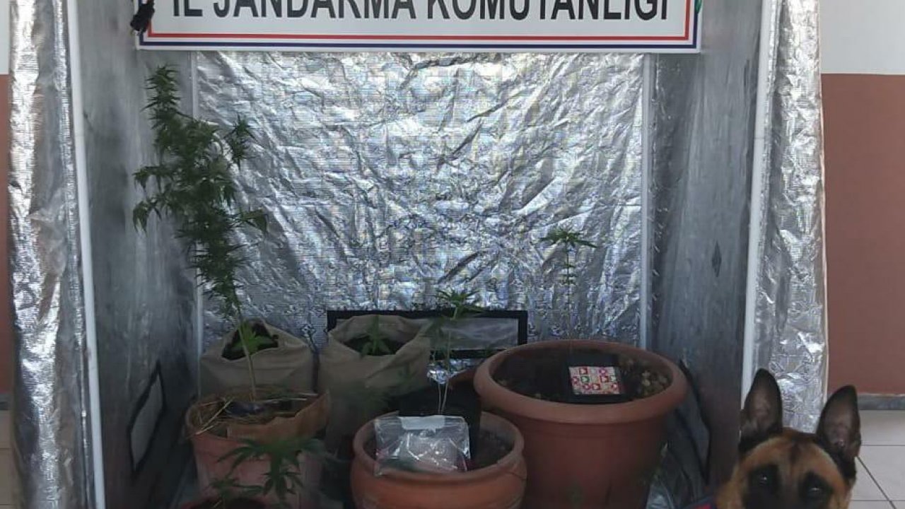 Hint keneviri yetiştiricisi yakalandı