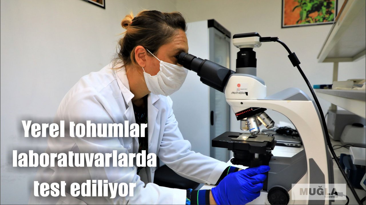Yerel tohumlar laboratuvarlarda test ediliyor