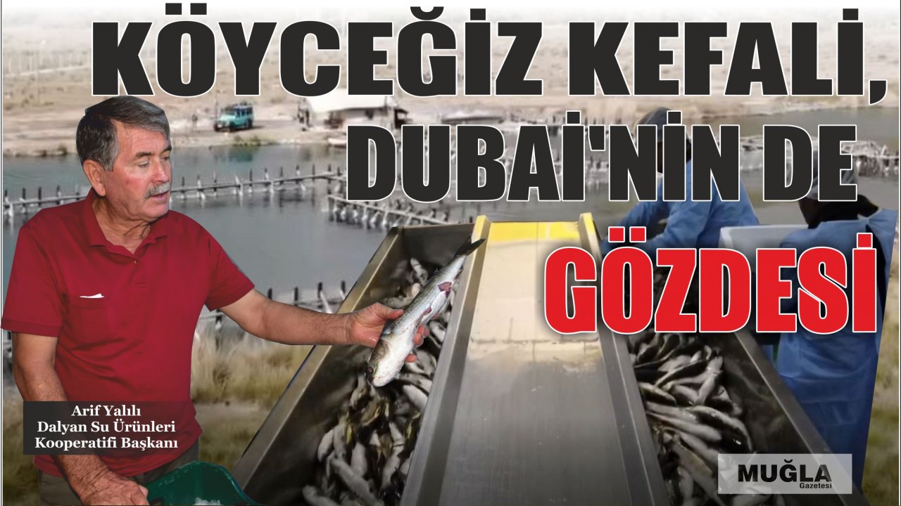 Köyceğiz Kefali, Dubai’nin de gözdesi