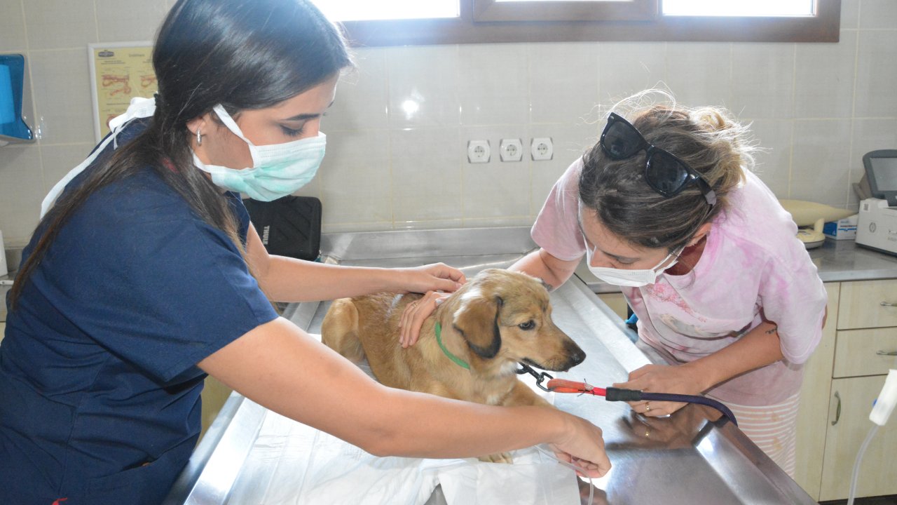 Zehirlenen köpekler kurtarıldı