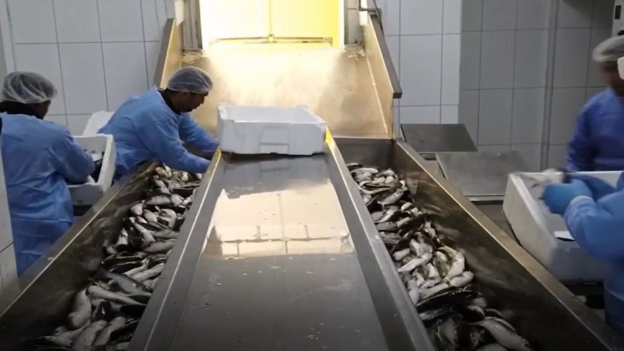 Köyceğiz kefaline Dubai’den talep