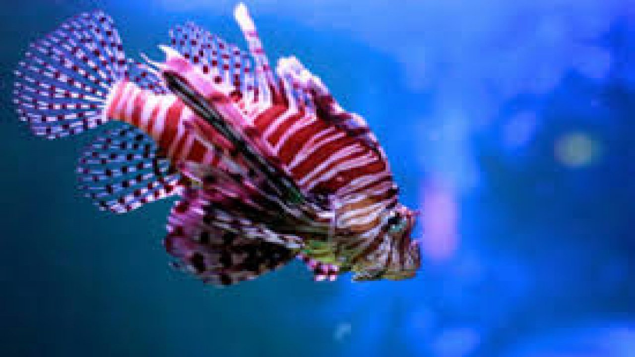 Aslan balığı zehrine karşı 