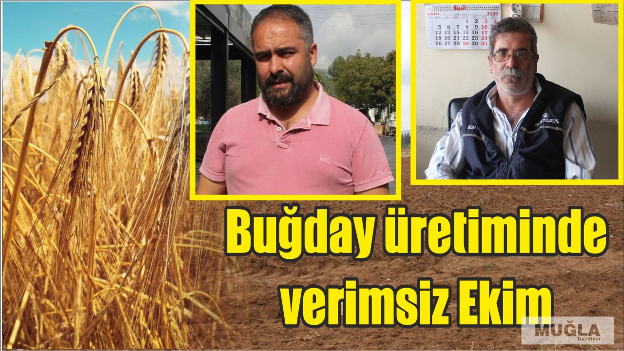 Buğday üretiminde verimsiz Ekim