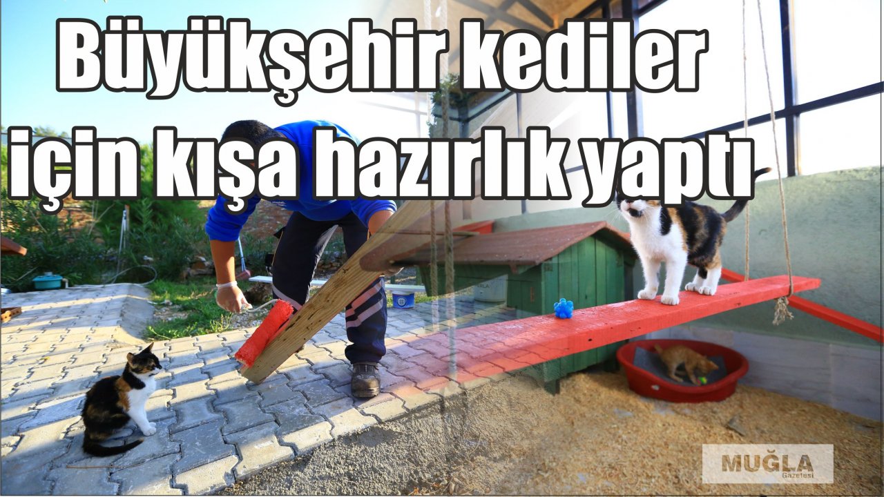 Büyükşehir kediler için kışa hazırlık yaptı