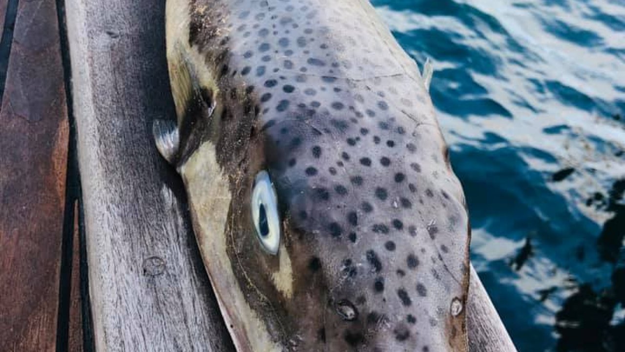 Bodrum'da zıpkınla bir metrelik balon balığı avlandı