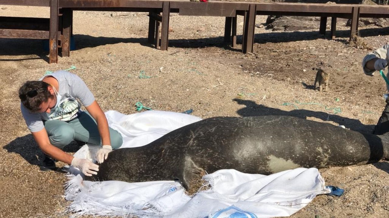 Denizde bulunan ölü Akdeniz foku incelemeye alındı