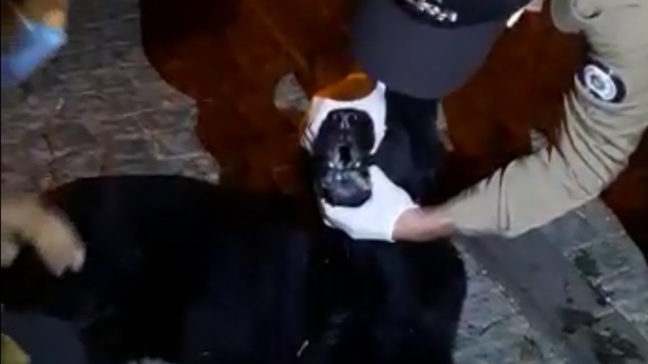 Zehirlenen köpeğe mahalle bekçileri müdahale etti