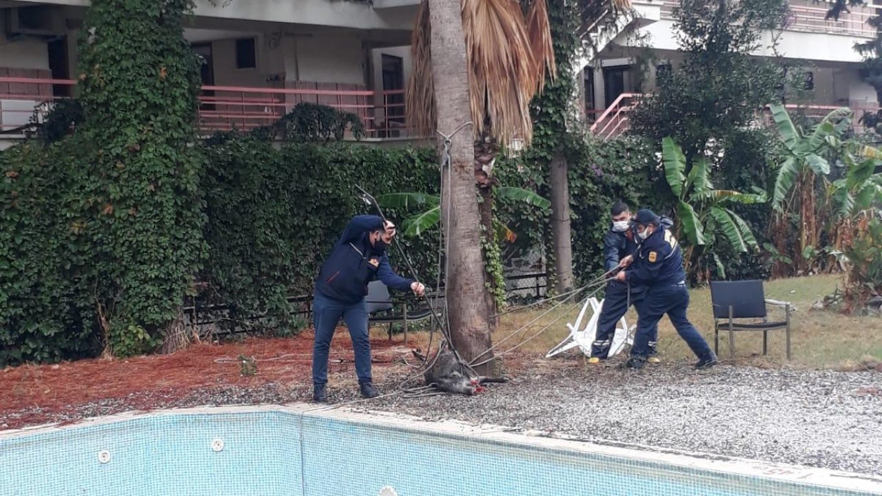 Muğla'da havuza düşen domuz kurtarıldı