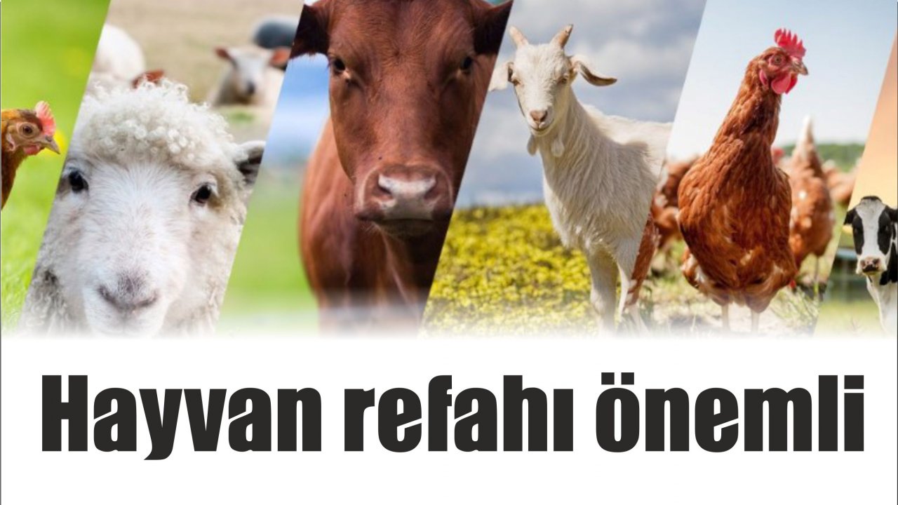 Hayvan refahı önemli