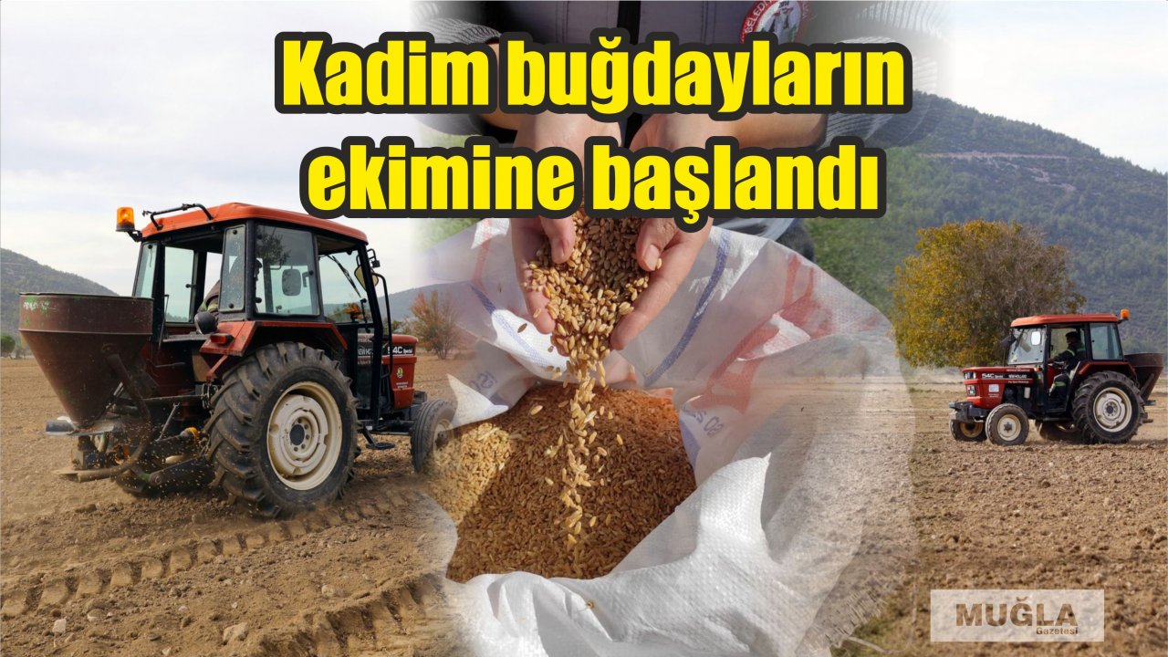 Kadim buğdayların ekimine başlandı