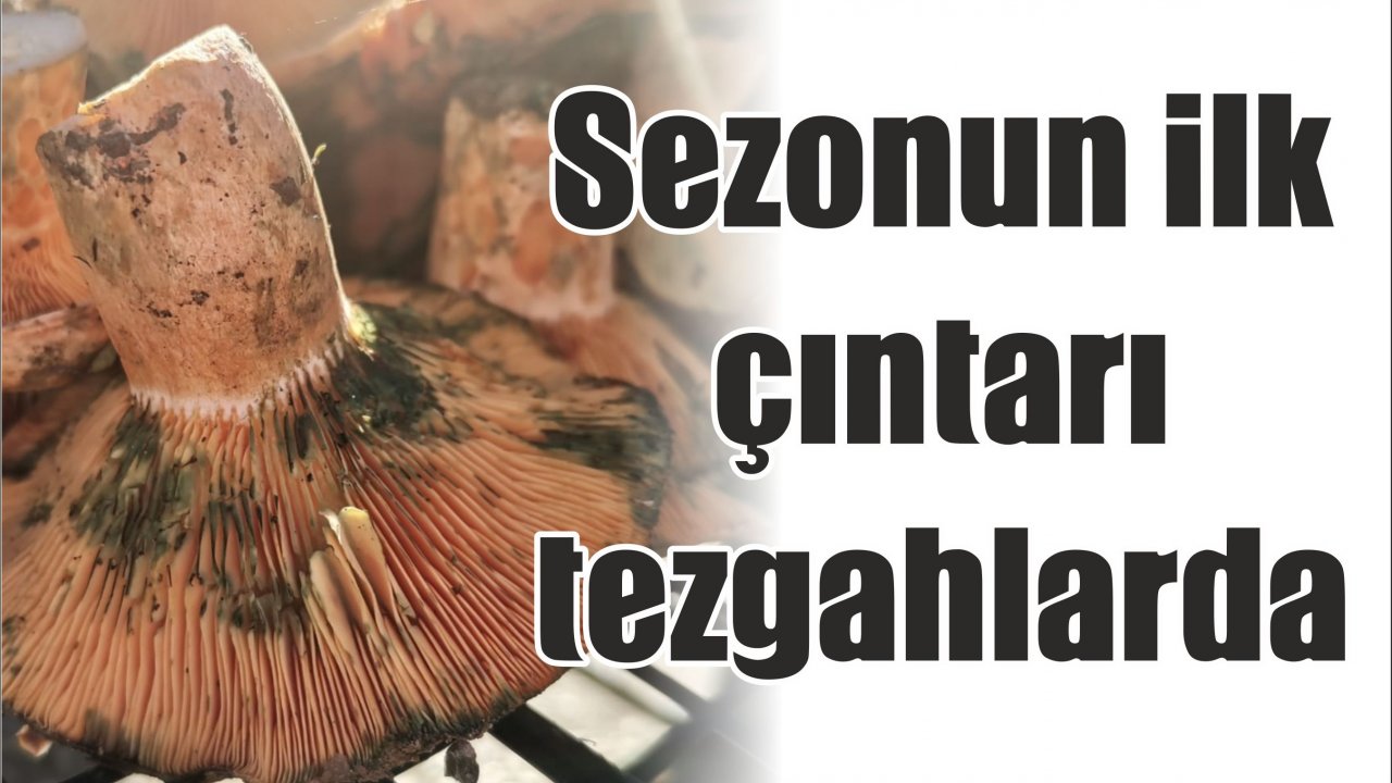 Sezonun ilk çıntarı tezgahlarda