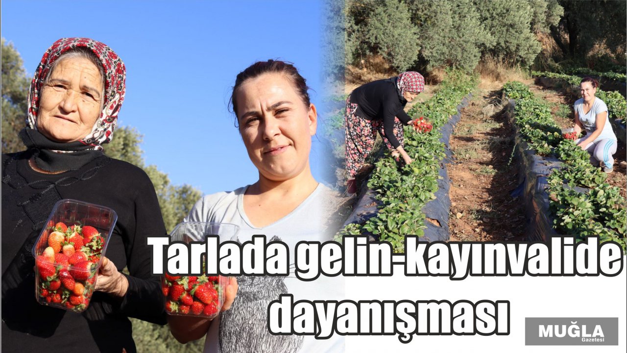 Tarlada gelin-kayınvalide dayanışması