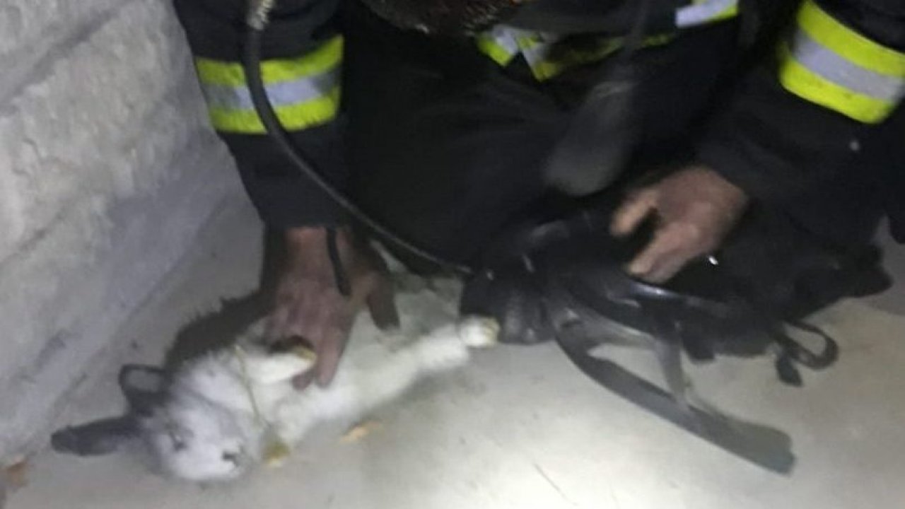 İtfaiye ekibi, dumandan zehirlenen tavşana kalp masajı yaptı