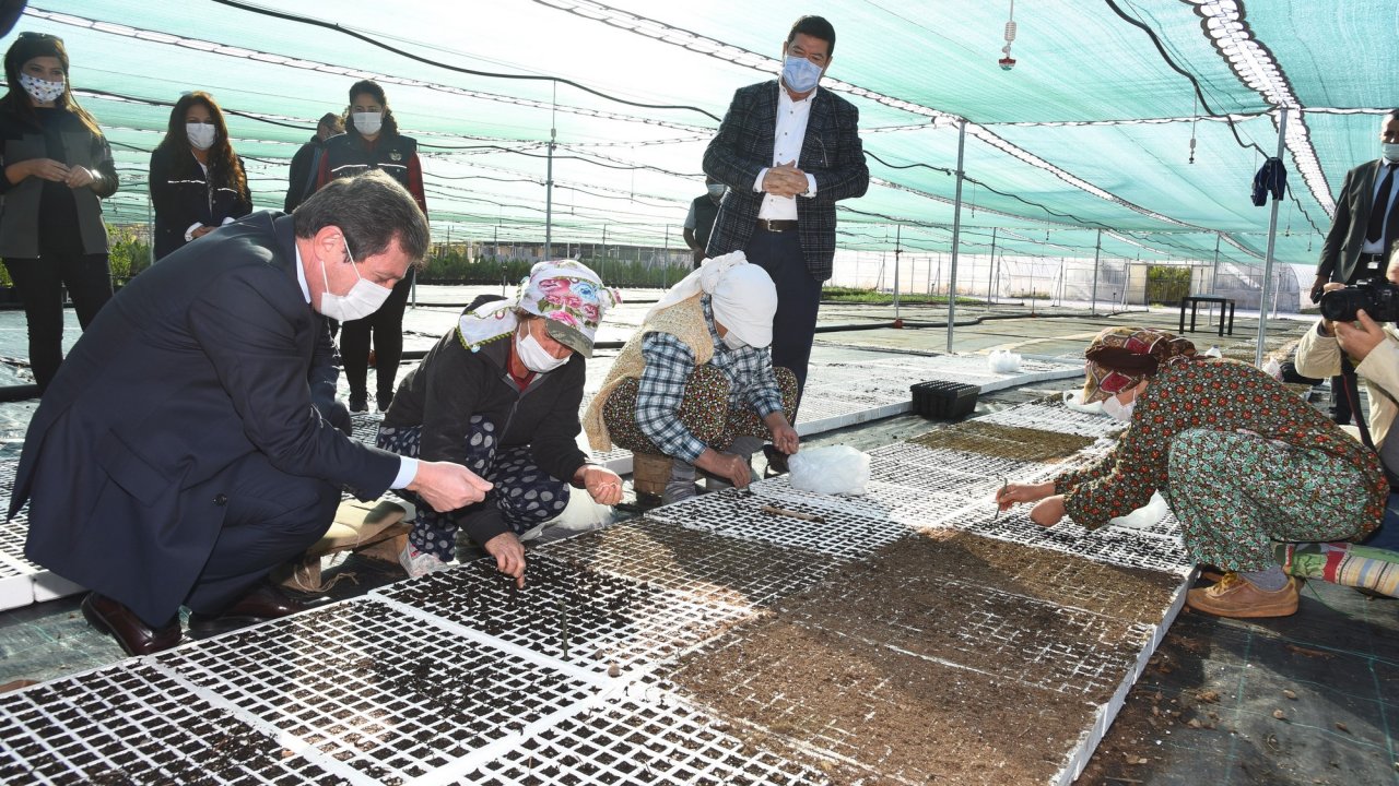 Gökova Orman Fidanlığı yılda 6 milyon fidan üretiyor