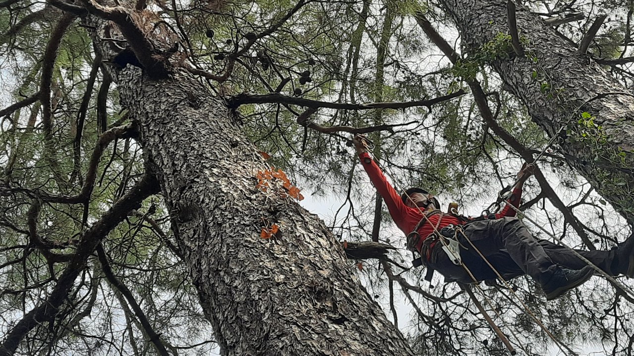 Ağaçta mahsur kalan kediyi AKUT kurtardı