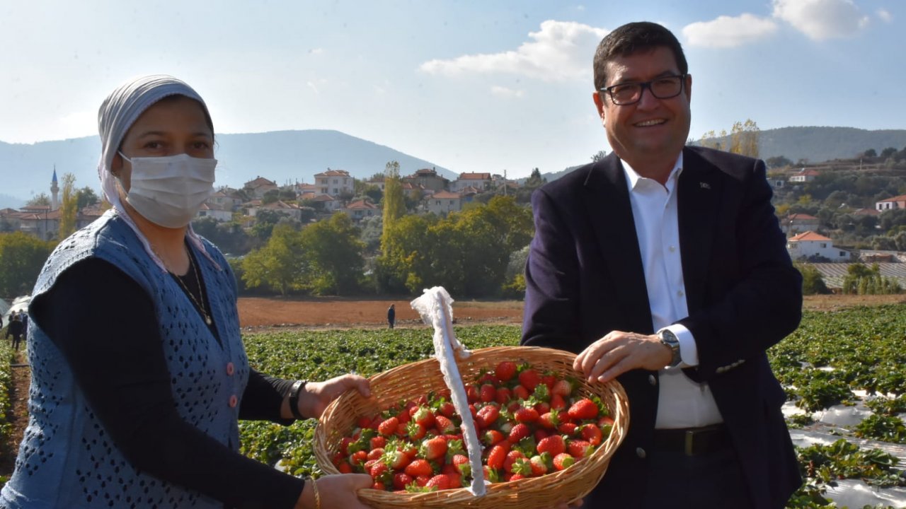 Vali Çileği fide dağıtımları başladı