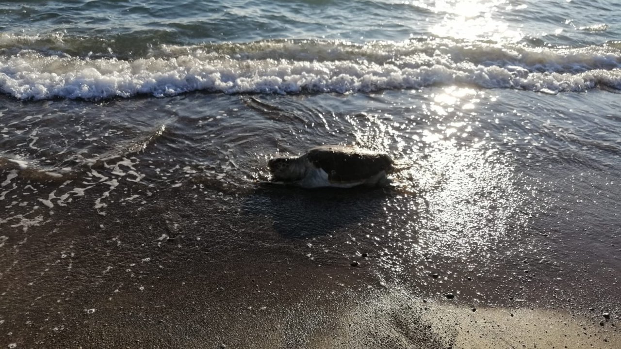 Ölü caretta caretta sahile vurdu
