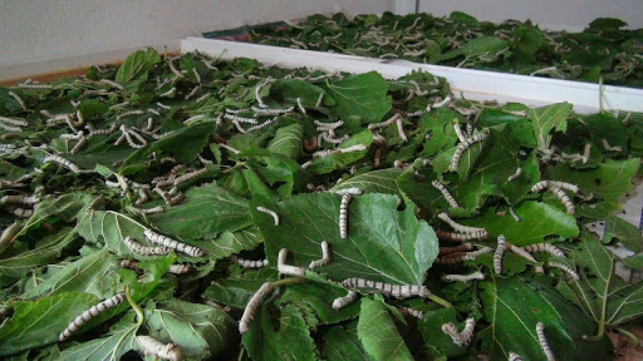 Yazlıkçılara nüfuslarını Muğla'ya aldırma çağrısı yapıldı