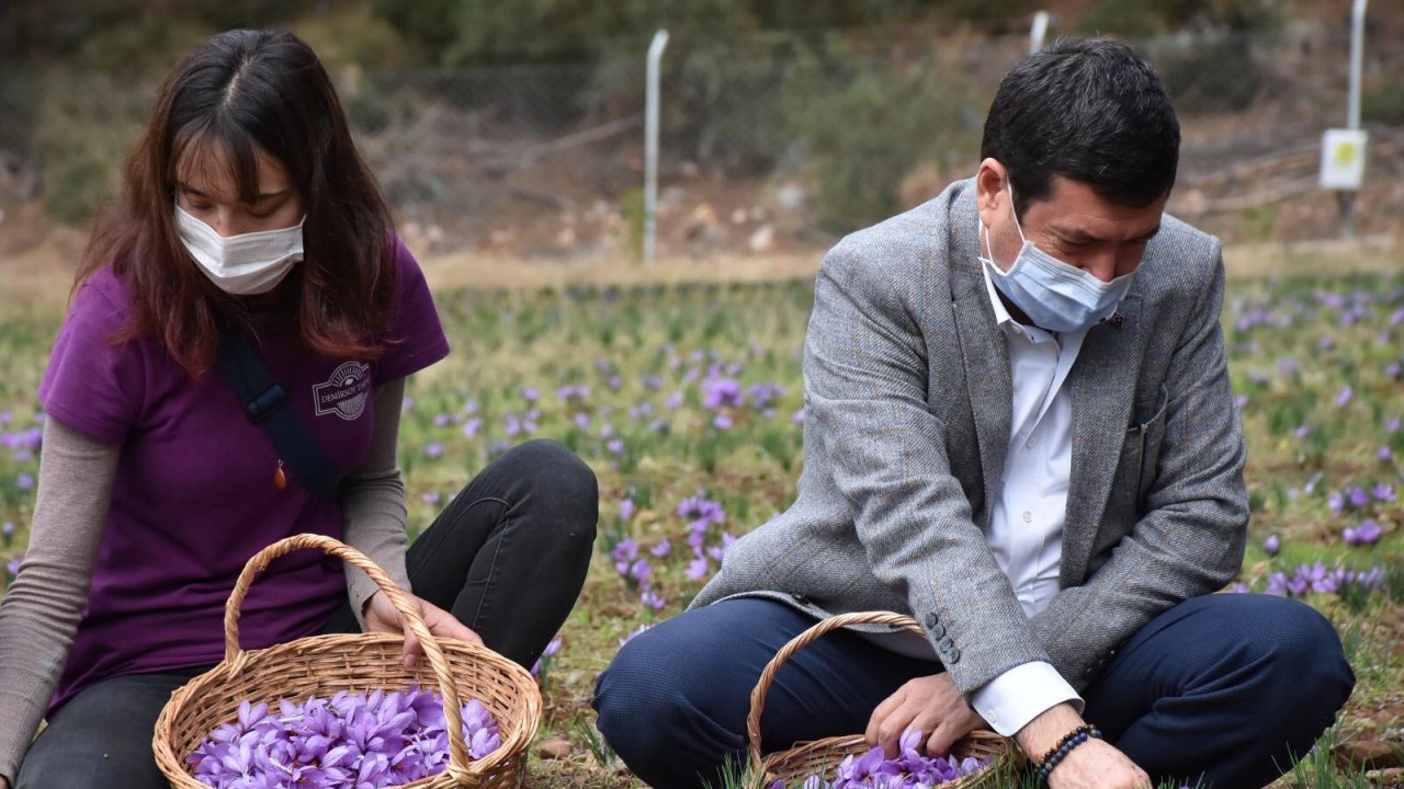 İl Müdürü Barış Saylak:  Safran ekonomik değeri çok yüksek bir ürün”