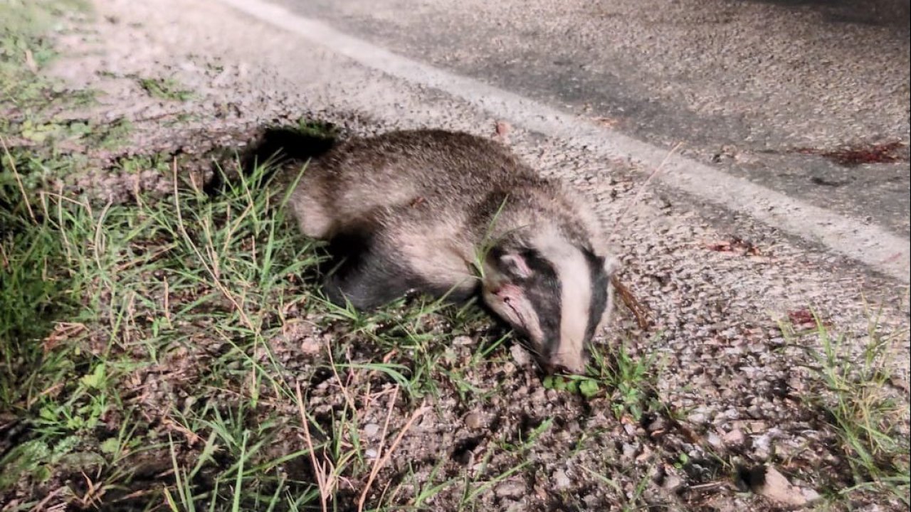 Kırmızı listedeki tür ölü bulundu