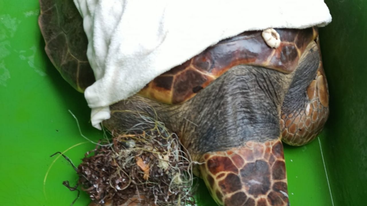 Caretta caretta tedaviye alındı