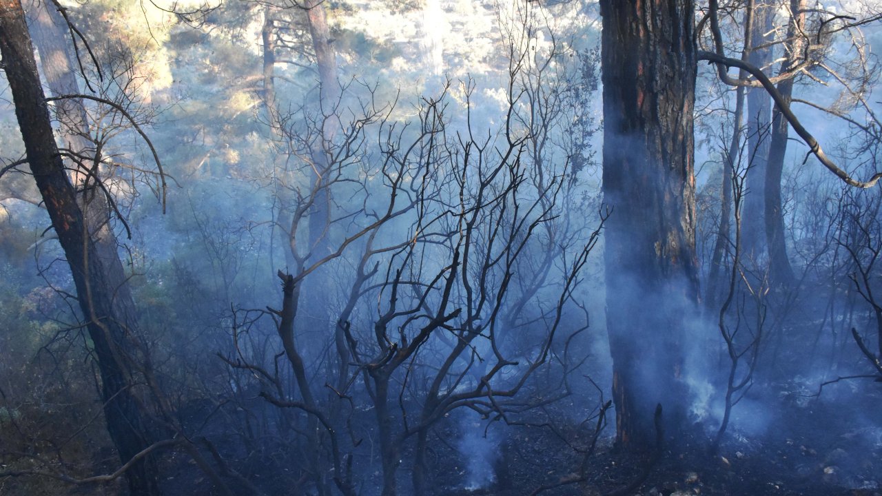 Muğla'da çıkan orman yangını söndürüldü