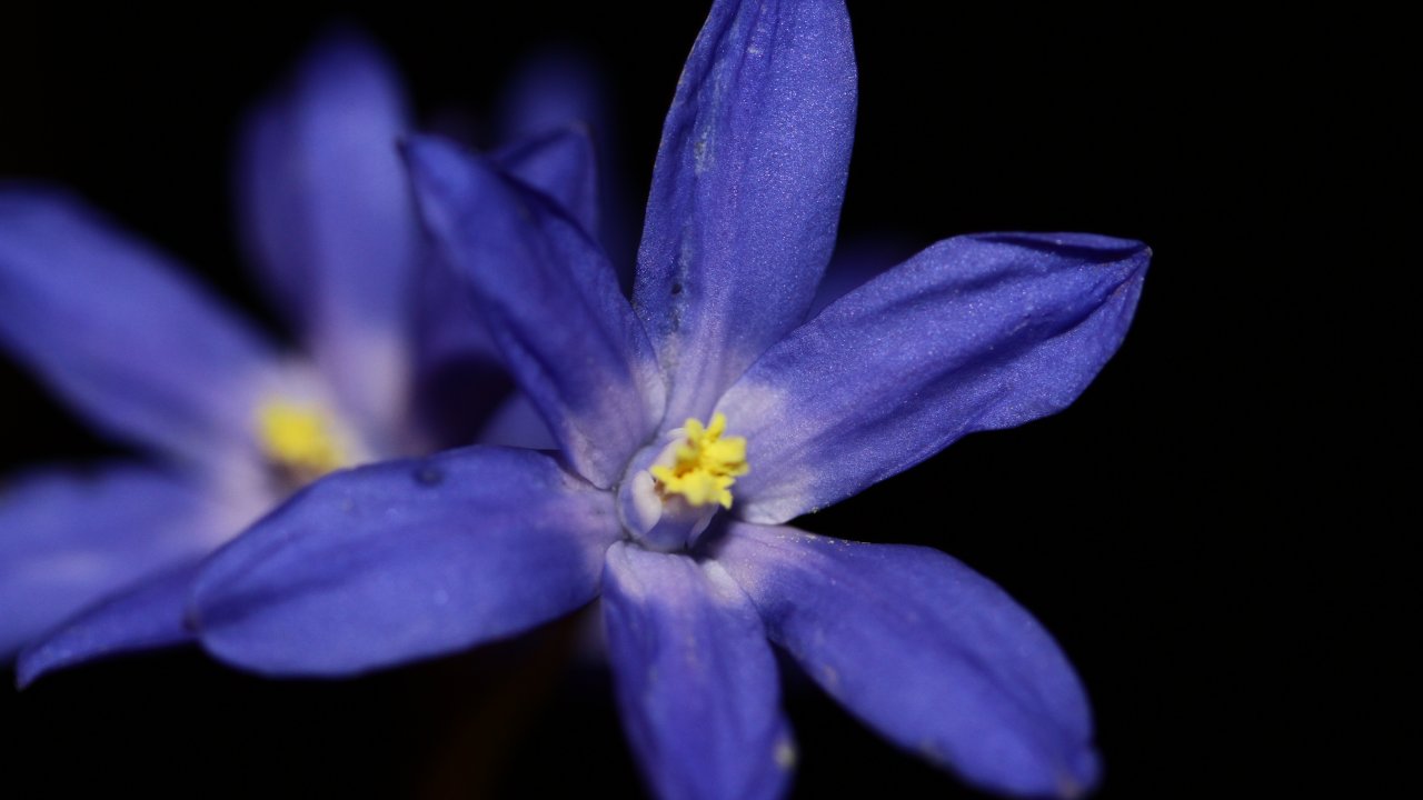 Yamaç paraşütü merkezi Babadağ'ın bitki haritası çıkarıldı