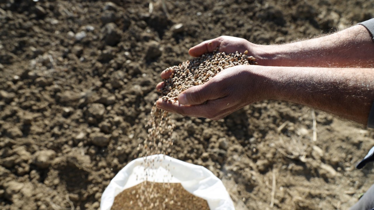 Menteşe Belediyesi Hayvan Yetiştiricisi İçin Yem Bitkisi Üretiyor