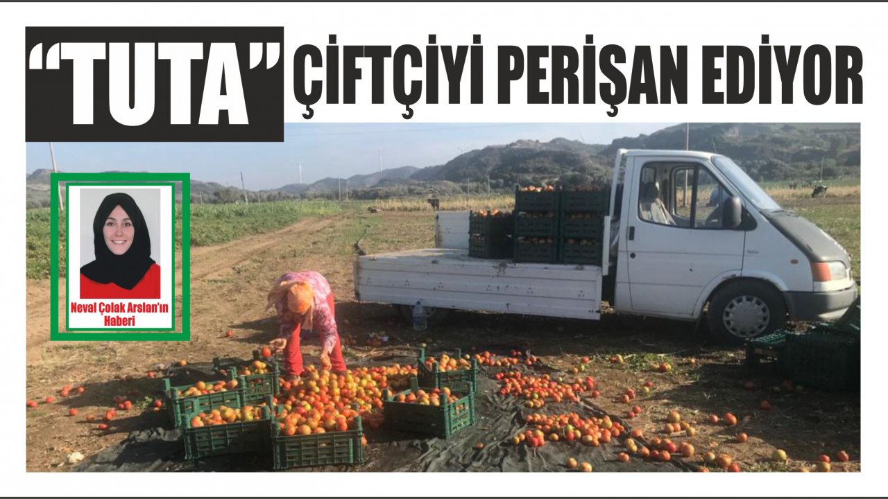 “Tuta” çiftçiyi perişan ediyor