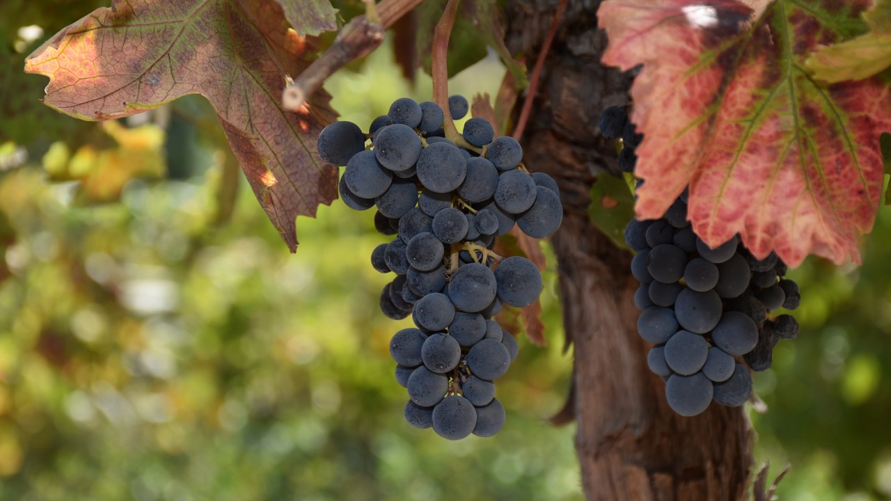 TARSİM prim desteği oranlarını belirledi