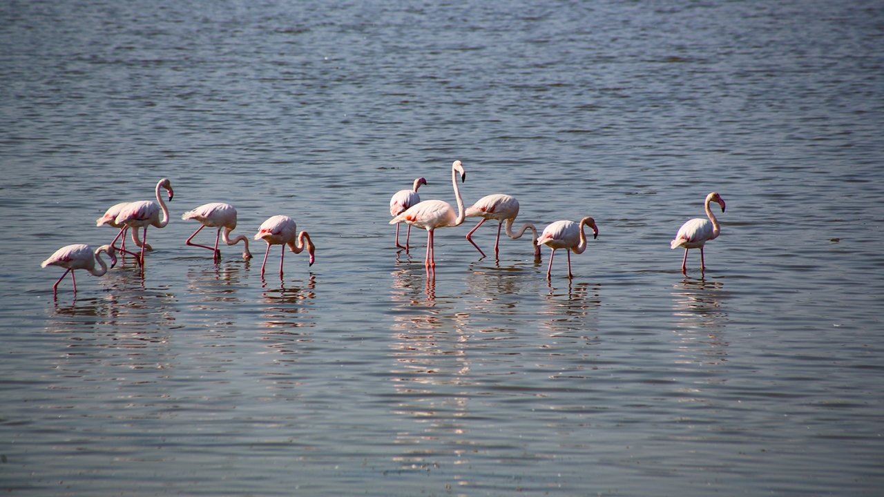 “Allı turnalar” sulak alana renk kattı