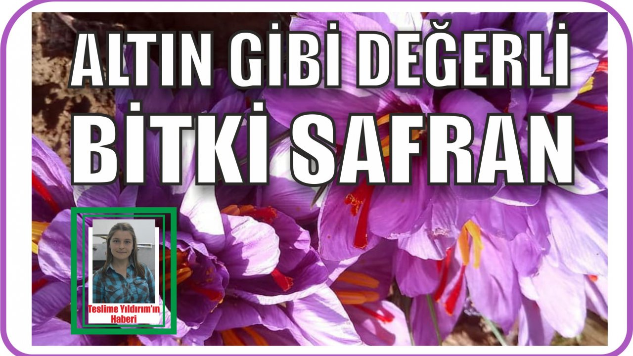 Altın gibi değerli bitki safran