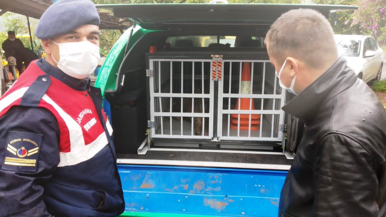 Yaralı keçiyi jandarma kurtardı