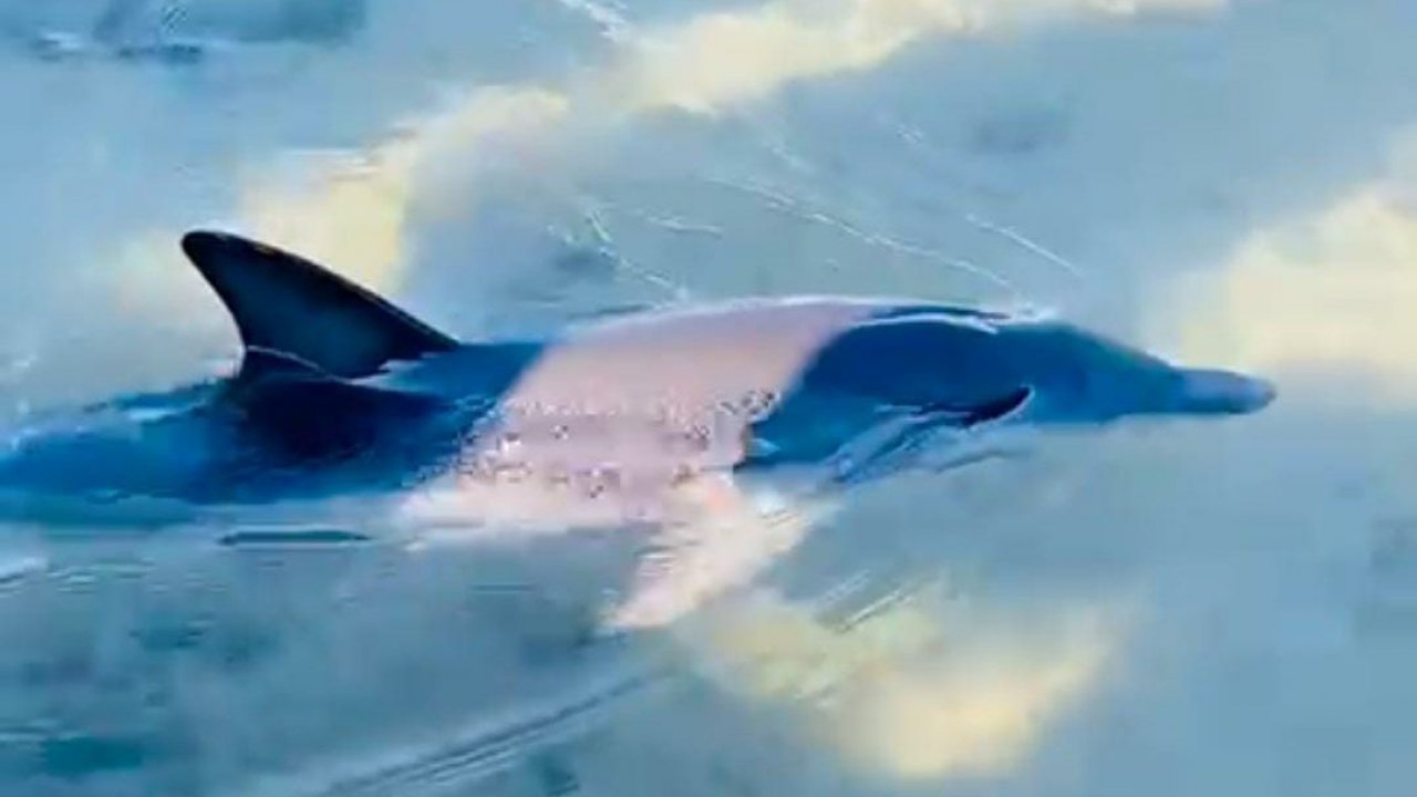 Muğla'da yunus yavrusu görüntülendi