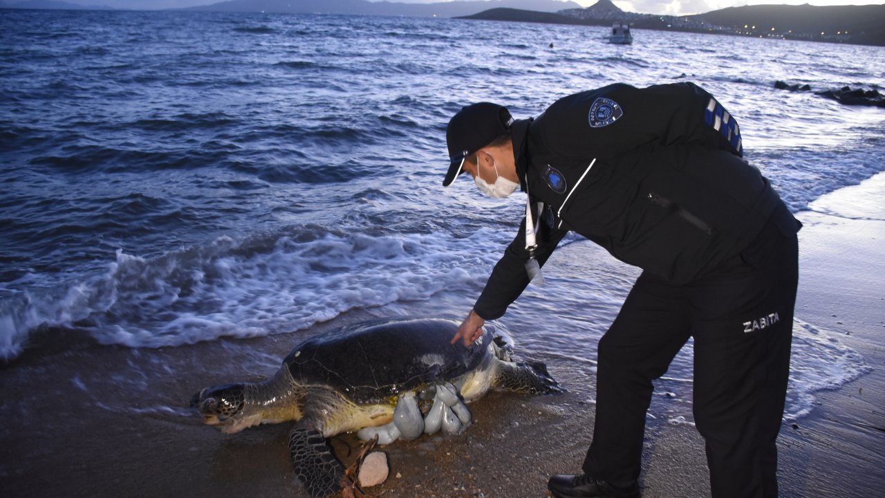 Ölü caretta caretta sahile vurdu