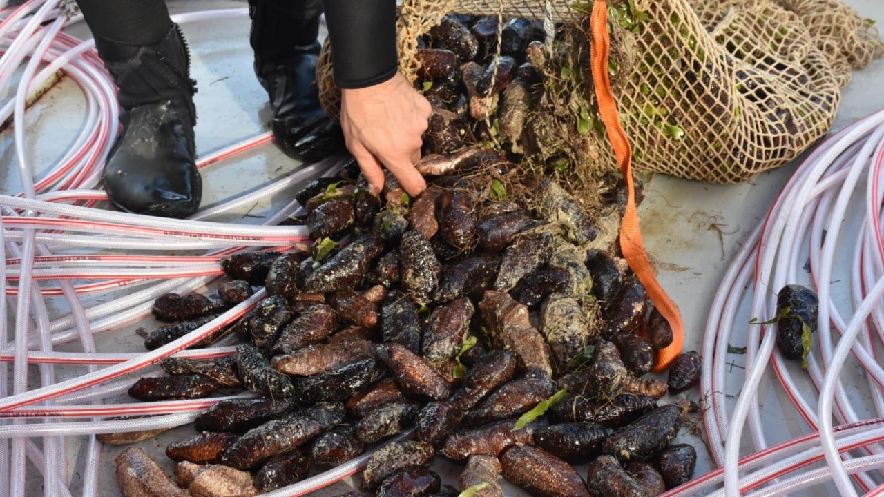 İl Müdürü Saylak: 