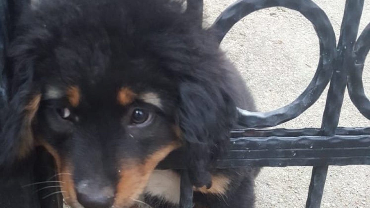 Demir korkuluklara başı sıkışan köpeği itfaiye kurtardı