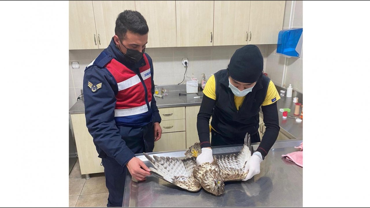 Baygın şahine jandarmadan yardım