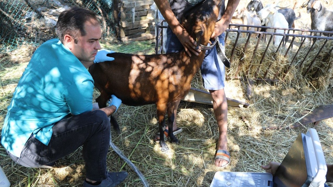 140 Kadın Üreticiye 420 Kıl Keçisi Dağıtıldı