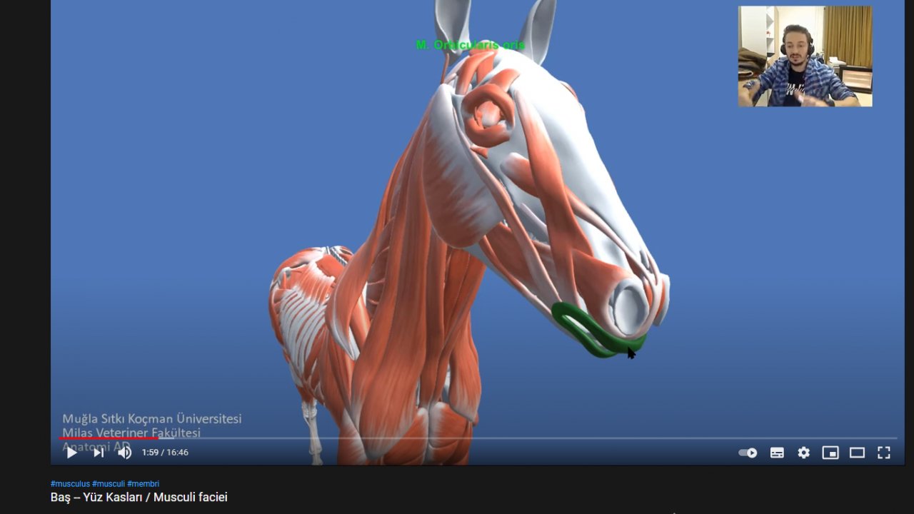 Üç Boyutlu Anatomik Modelleme