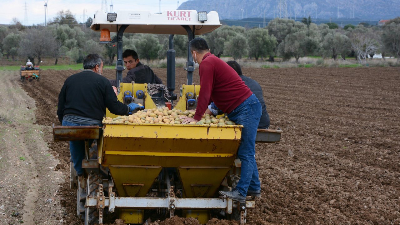 Turfanda patates ekimi başladı