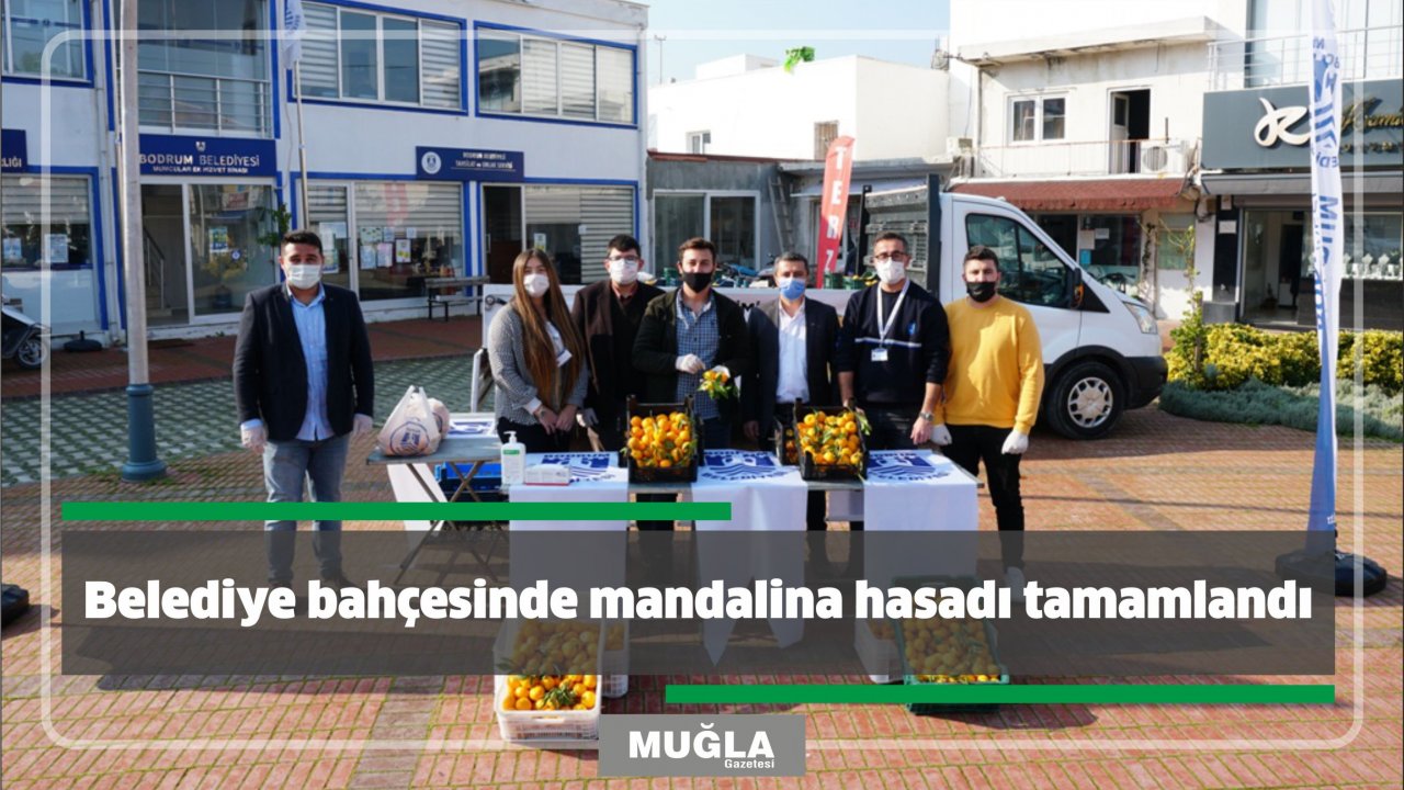 Belediye bahçesinde mandalina hasadı tamamlandı