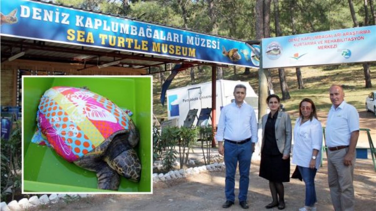 Dev kaplumbağayı iyileştirip denize saldılar